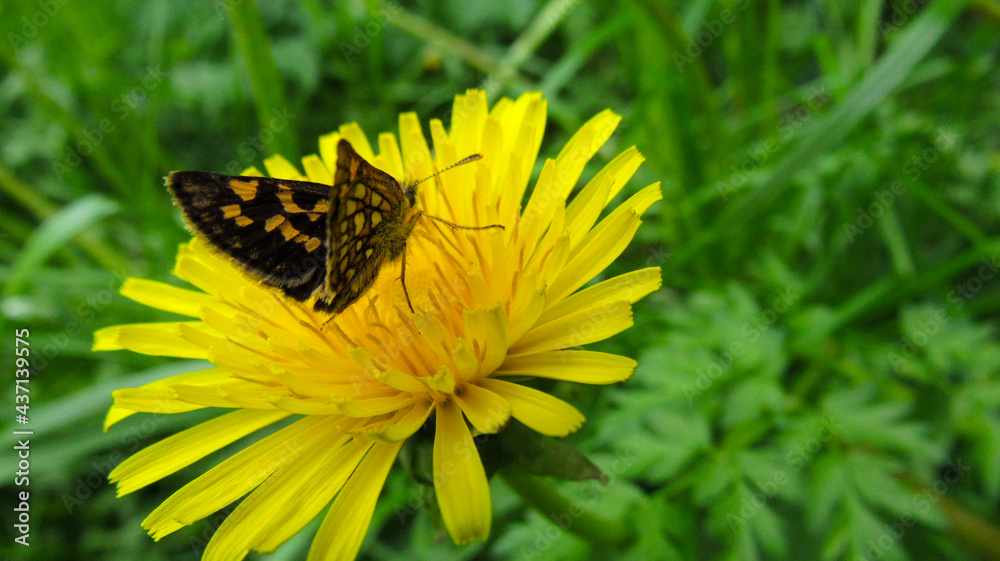 A butterfly sitting on a dandelion in the near angle A butterfly sitting on a dandelion in the near angle