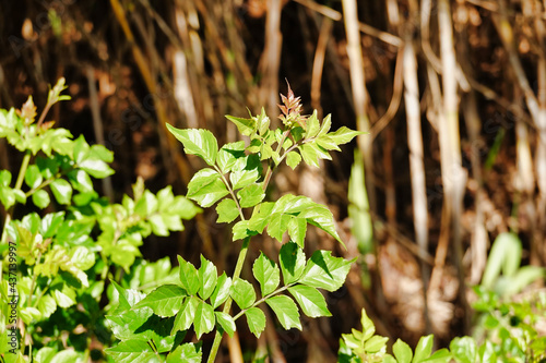 Closeup of ampelopsis grossedentata bushes growing in a field under the sunlight photo