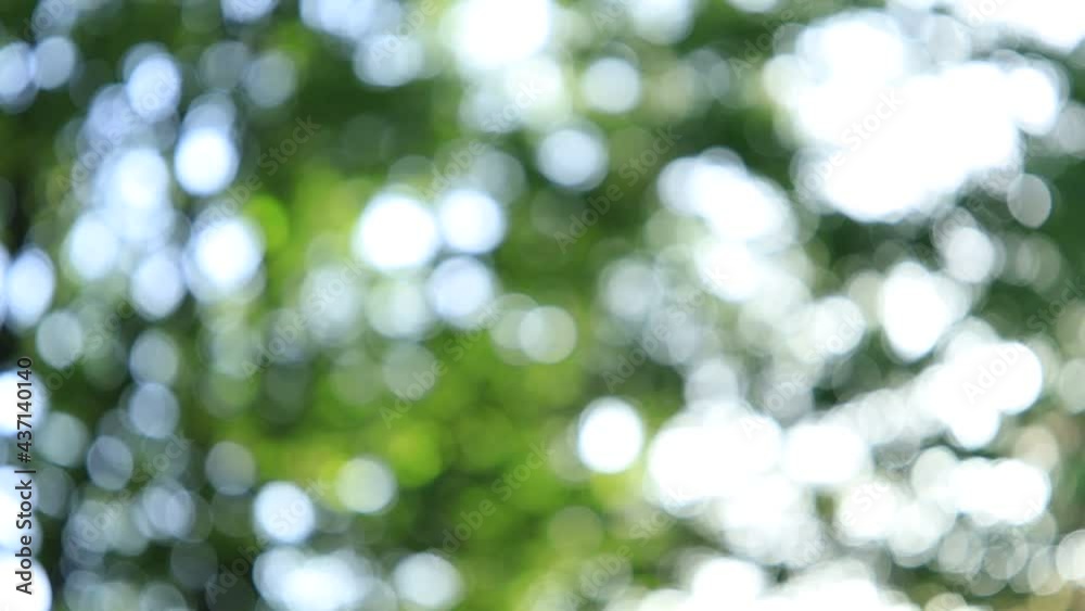 森林 太陽の光 森林 太陽の光