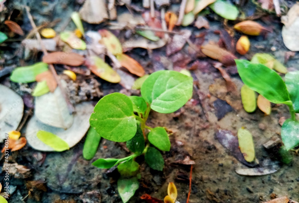 Awesome green plant in my garden Awesome green plant in my garden