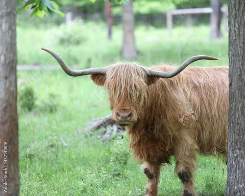 A Welsh Highland Cow in a Pasture in Rural Pennsylvania