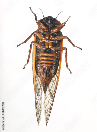 Underside of a female Pharaoh cicada (Magicicada septendecim), with tip of the ovipositor visible. It is one of the three species of 17-year periodical cicadas that make up the Brood X cicadas.   photo