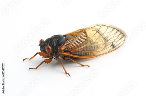 Dwarf periodical cicada (Magicicada cassini) from the Brood X emergence in 2021 on a white background. This individual was found in Indiana. 