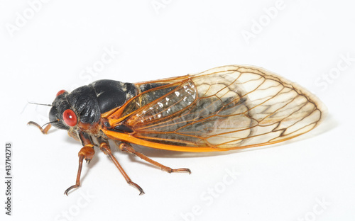 Pharaoh cicada (Magicicada septendecim) on a white background.  This is a 17-year periodical cicada in the Brood X group.  photo