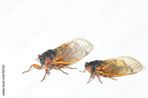 Comparing two Brood X periodical cicadas next to each other. Left is the Pharoah Cicada (Magicicada septendecim), and right is the Dwarf Periodical Cicada (Magicicada cassini). 