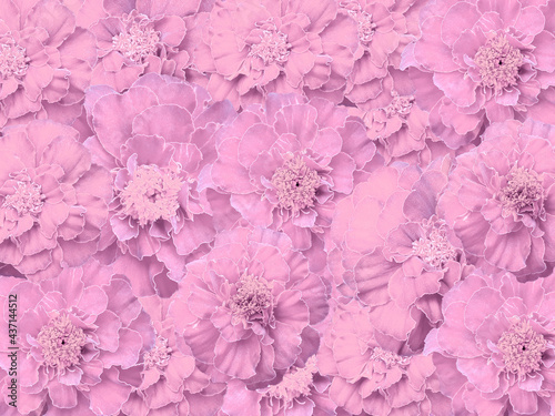 Beautiful pink color flower background