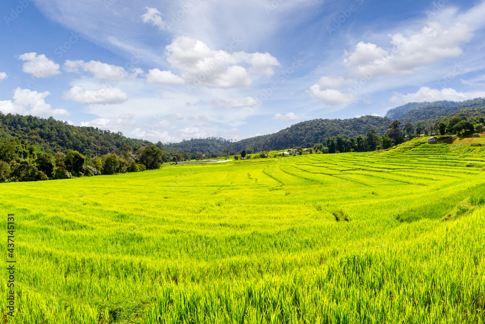 Green Terraced Rice Field in Mae Klang Luang, Chiang Mai Green Terraced Rice Field in Mae Klang Luang, Chiang Mai