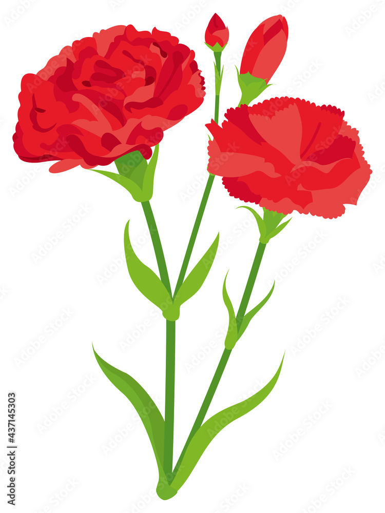 赤いカーネーションの花