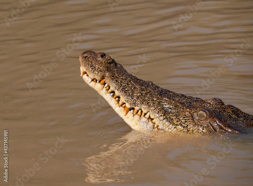Saltwater crocodile head showing jaw and teeth