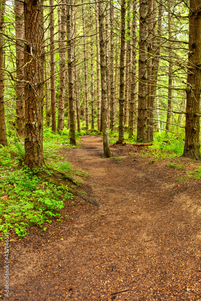 Hiking trail in green summer forest with sunshine, Vancouver Island, Bc Hiking trail in green summer forest with sunshine, Vancouver Island, Bc