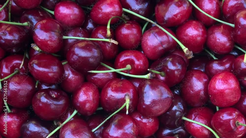 4K HD video zooming out from fresh organic dark red Bing cherries, hand reaches in and removes one berry. Bing cherries are dark red and very round
4K HD video zooming out from fresh organic dark red Bing cherries, hand reaches in and removes one berry. Bing cherries are dark red and very round