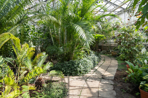 Exotic evergreen plants in greenhouse. Tropical botanic garden orangery with palms and bamboo trees. Tropic greenery growing in glasshouse with natural light under glass. Gardening and botany concept photo
