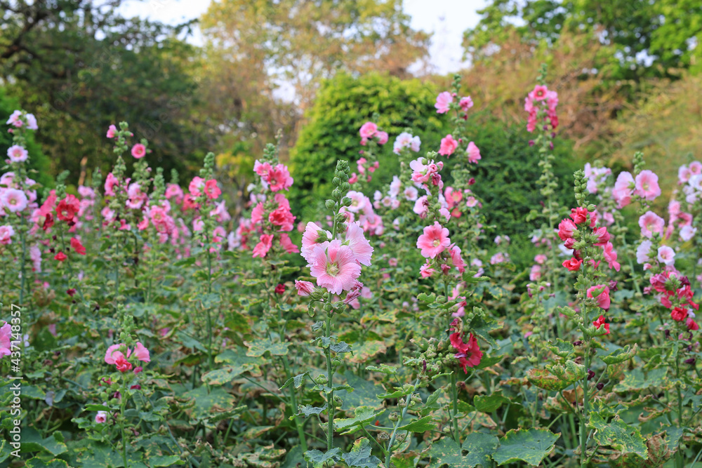 Hollyhock flower in a garden. Red pink Flower of hollyhock in park