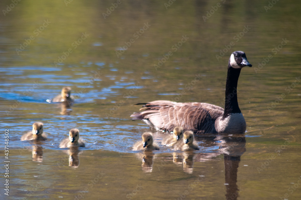 country goose and baby goslings swimming in the lake