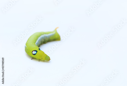 Green caterpillar isolated on white background. Butterfly worm close-up