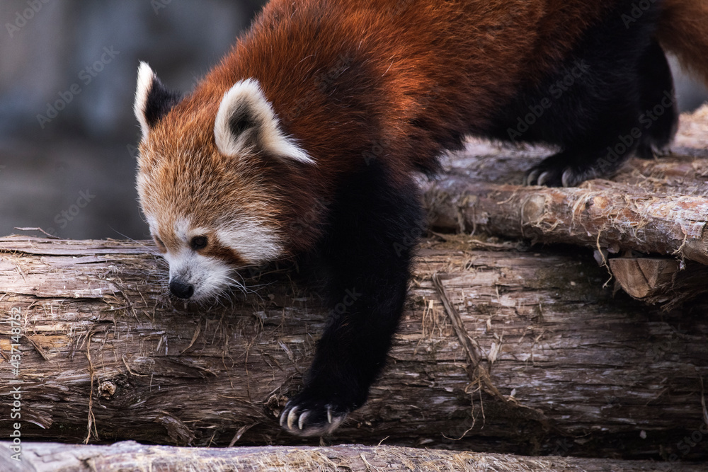 Fototapeta premium Red Panda Strolling Along a Log