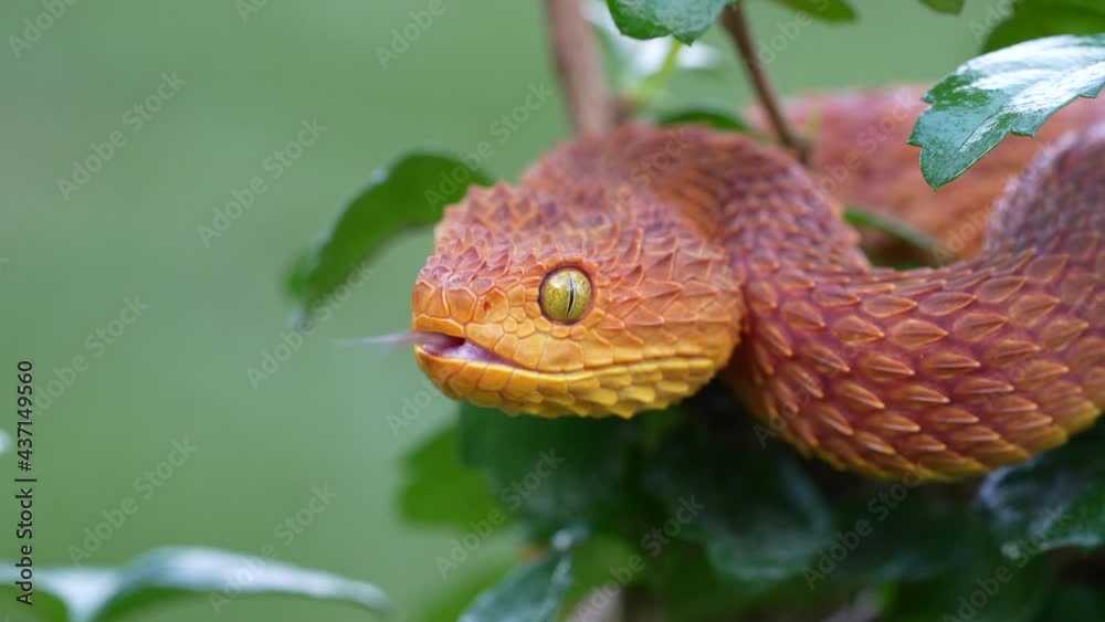 Venomous Bush Viper snake flicking it's tongue (Atheris squamigera) -4K