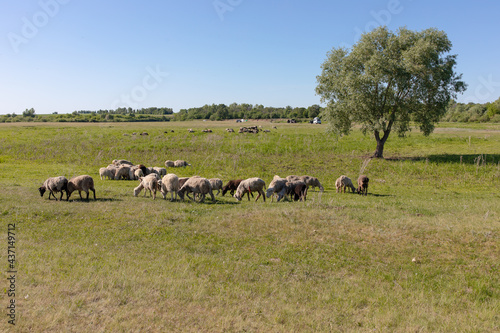 A small flock of sheep graze on a hot summer day in a meadow © Oleg