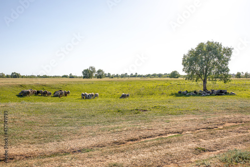 A small flock of sheep graze on a hot summer day in a meadow