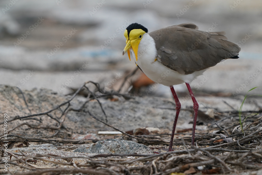 シンガポールの野鳥 海岸線で餌を探すズグロトサカゲリ シンガポールの野鳥 海岸線で餌を探すズグロトサカゲリ