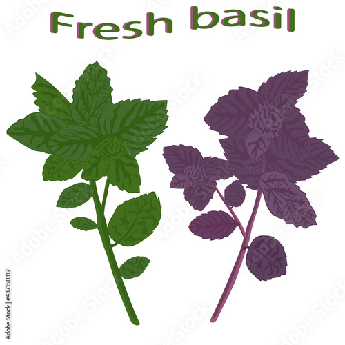 Green basil and dark opal basil close-up. Green  and purple basil isolated on white background. Vector illustration of green vegetables.