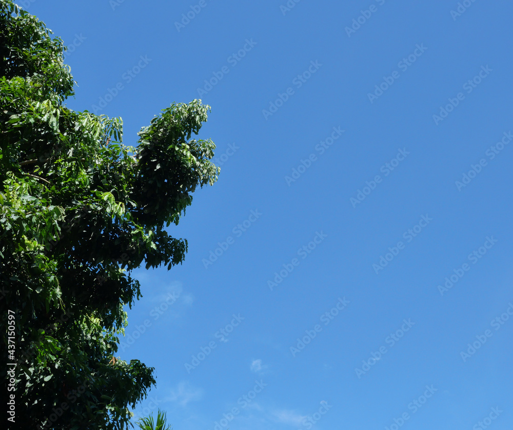 Bright color and shadow on the green leaves bush of tree plant with blue sky is copy space Bright color and shadow on the green leaves bush of tree plant with blue sky is copy space