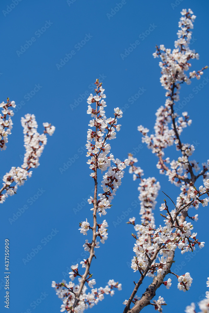 Sprig of white flowers blossoms on blue sky background