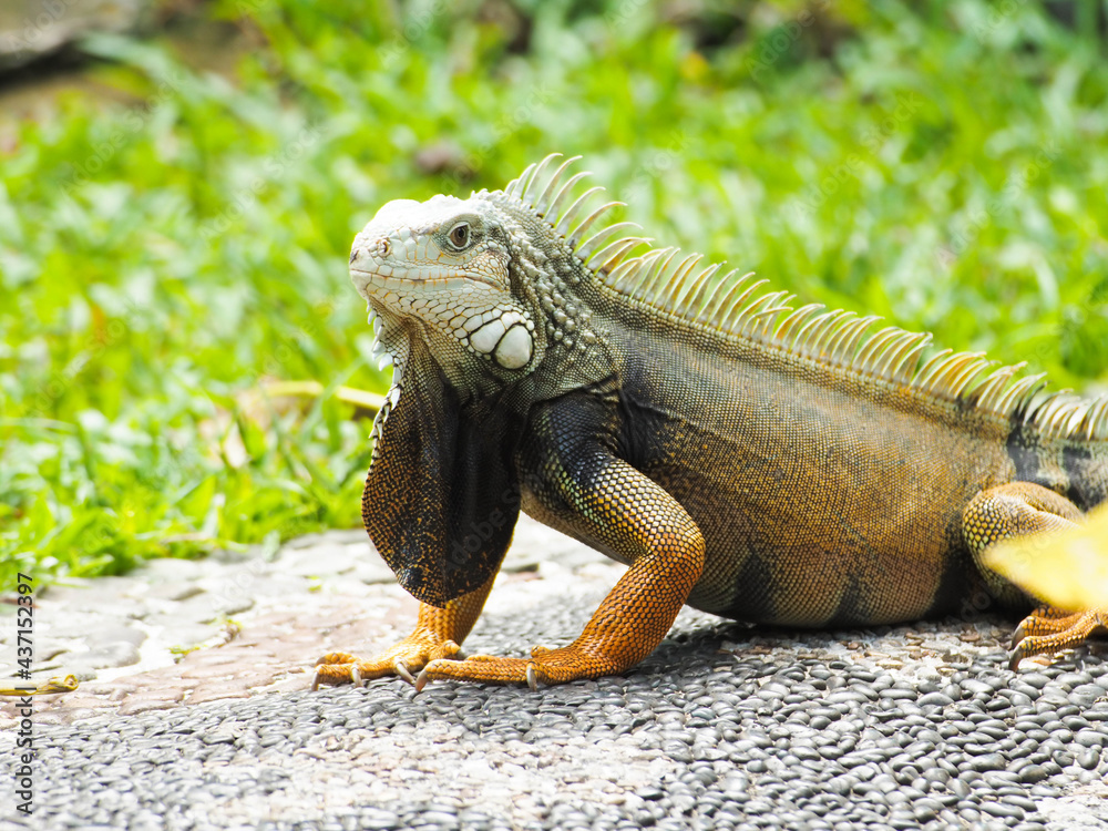Picture of Iguana a kind of reptile on a zoo Picture of Iguana a kind of reptile on a zoo