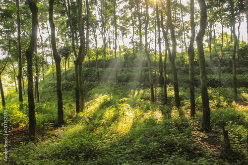 Fototapeta Naklejka Na Ścianę i Meble -  The trees in the fresh green rain forest in the morning have sunlight shining into light beams