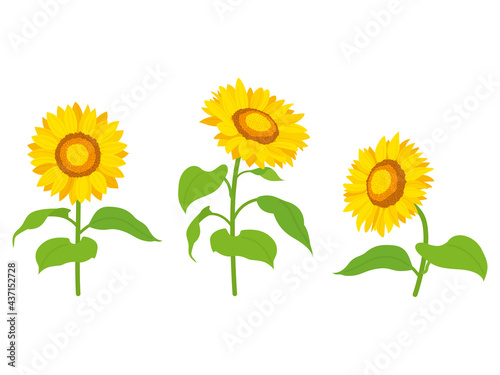 向日葵の花