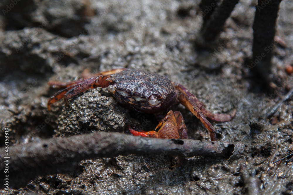Field crab is walking on the ground at the evening. Field crab is walking on the ground at the evening.