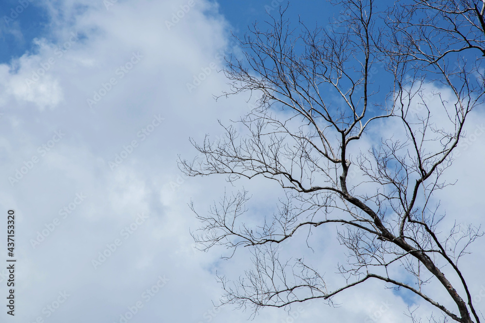 bare tree branches with small buds blue sky natural spring background bare tree branches with small buds blue sky natural spring background