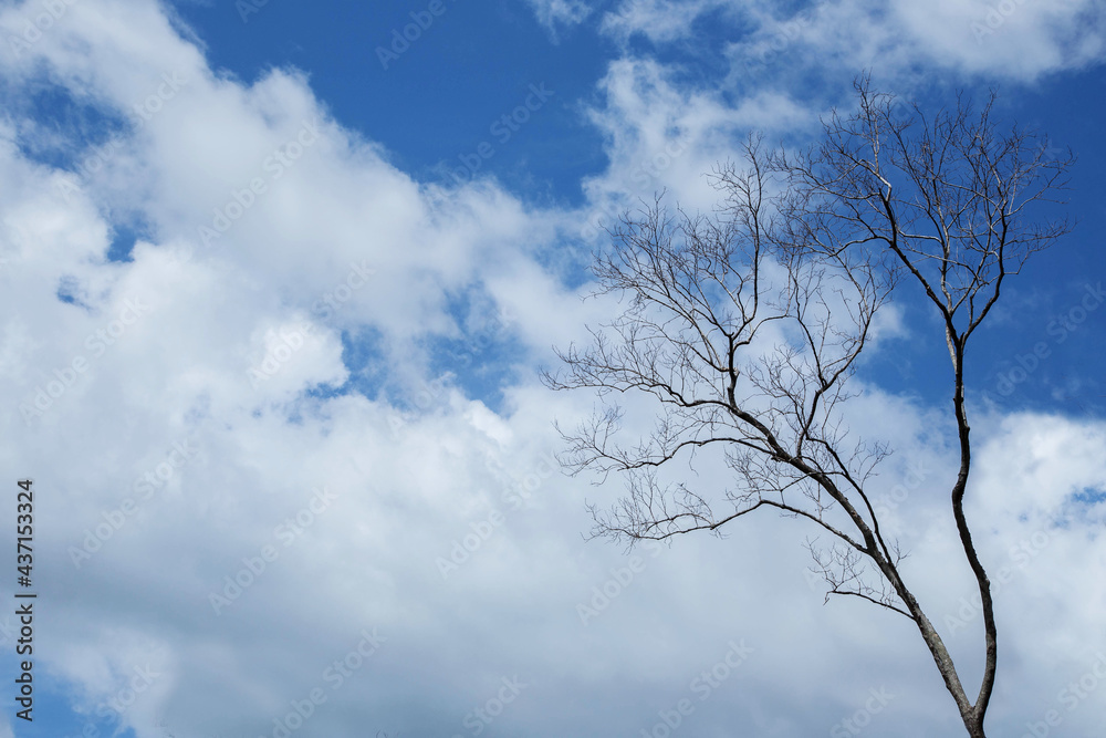 bare tree branches with small buds blue sky natural spring background bare tree branches with small buds blue sky natural spring background