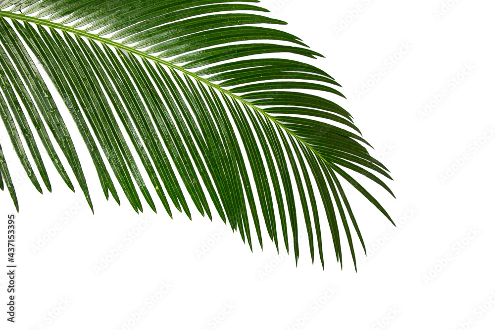 bottom view coconut branch and leaves on white background