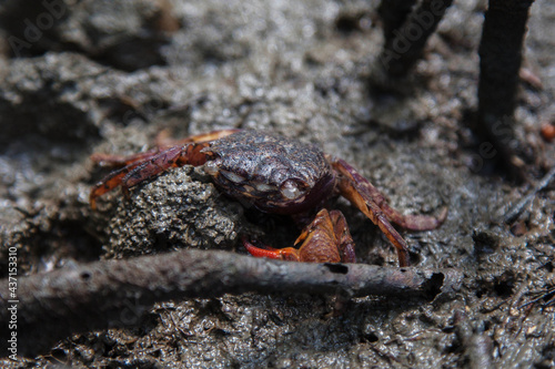 Field crab is walking on the ground at the evening.