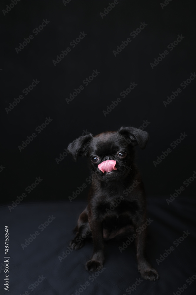 Portrait of black puppy dog griffon or brabancon with funny face licking its lips and looking at camera on black background. Copyspace Portrait of black puppy dog griffon or brabancon with funny face licking its lips and looking at camera on black background. Copyspace