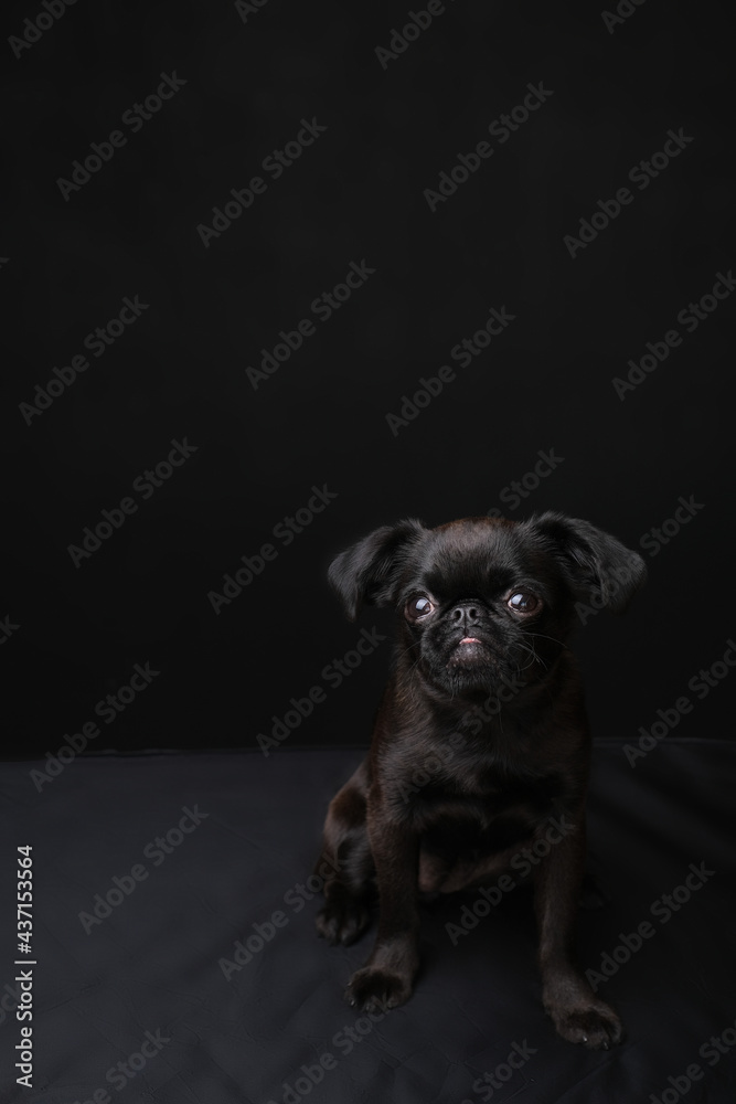 Portrait of black puppy dog griffon or brabancon with funny face.  Dog looking at camera on black background. Copyspace 