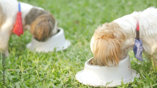 two shih tzu dog eating on green field