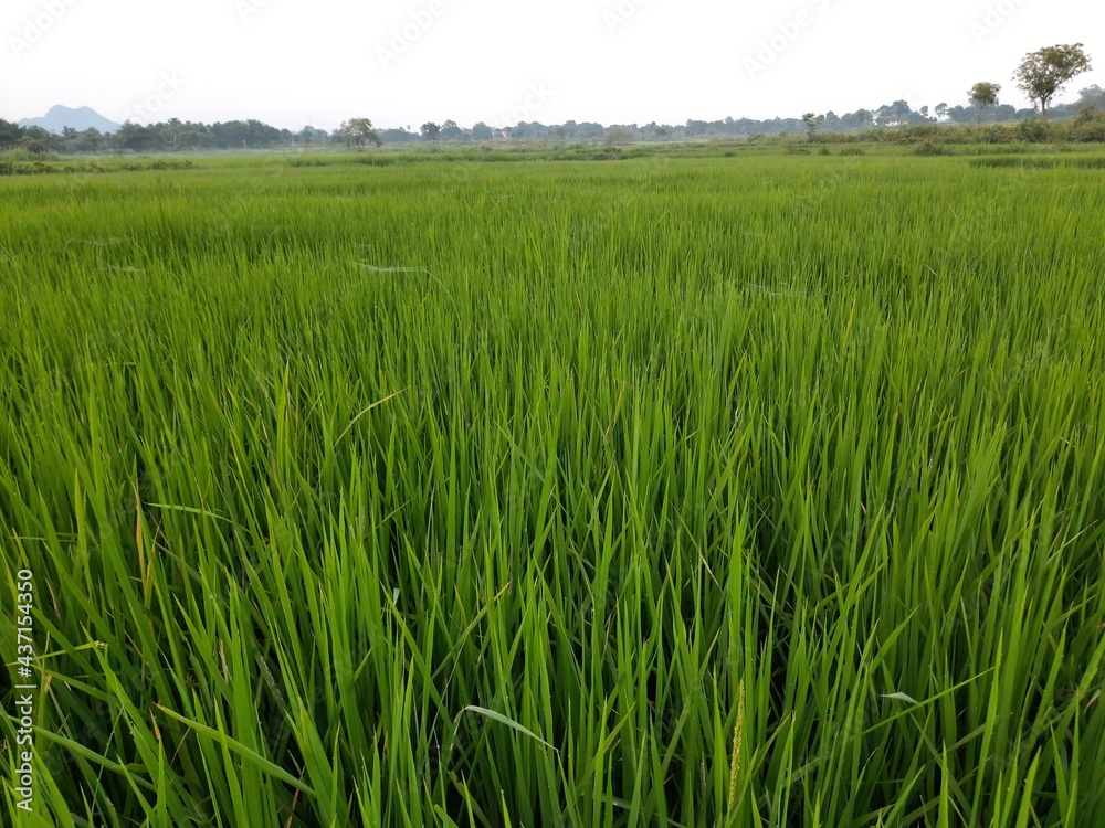 Ear of rice  in sunny day. Young paddy plant in field. Agriculture, Ears Of Rice In The Field. grain in paddy field concept. close up of  green rice. Ear of rice in green background. 