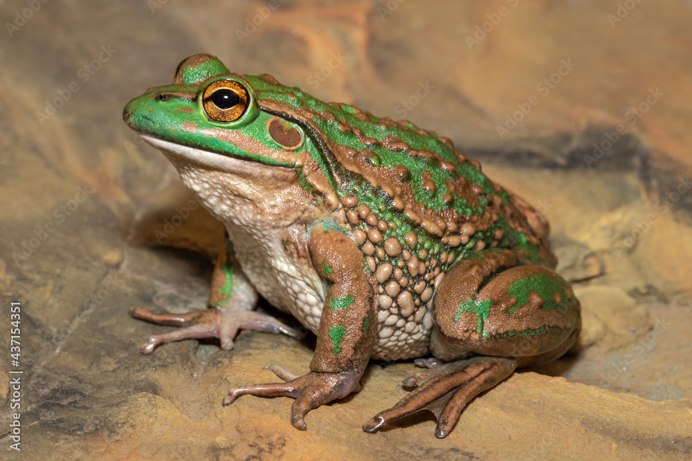 Fototapeta premium Endangered Growling Grass frog from Southern Australia