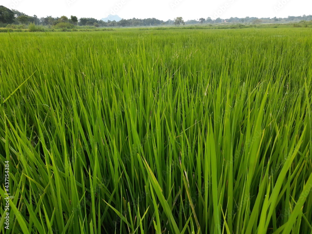 Ear of rice  in sunny day. Young paddy plant in field. Agriculture, Ears Of Rice In The Field. grain in paddy field concept. close up of  green rice. Ear of rice in green background. 