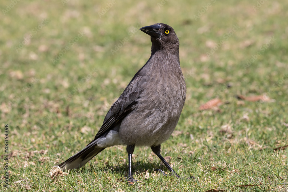 Fototapeta premium Australian Grey Currawong bird