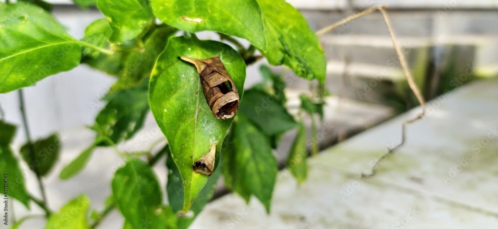 cocoons in chili leaves