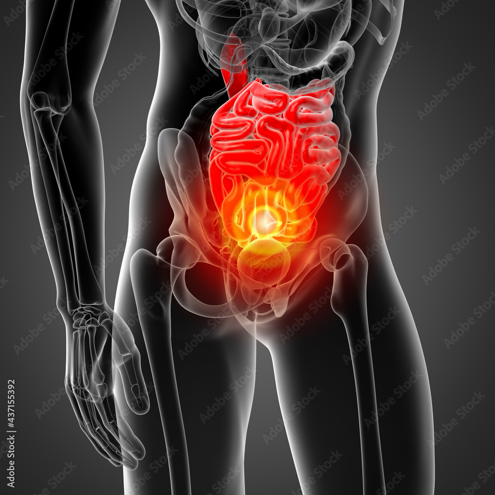 3D rendering illustration of small intestine 3D rendering illustration of small intestine