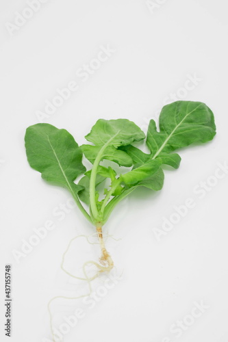 Arugula or Rocket Leaves on white background .organic healthy diet food.