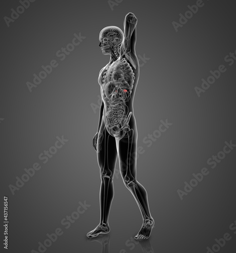 3D rendering illustration of adrenal