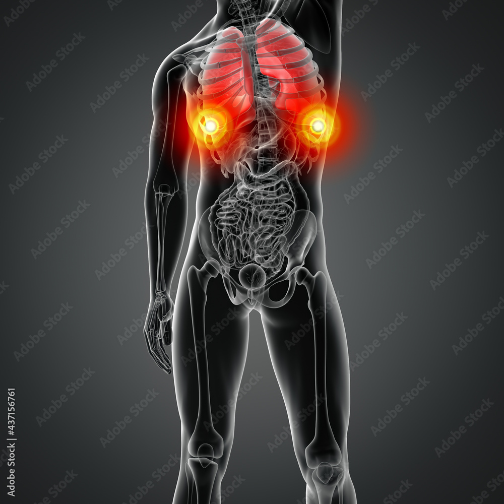 3D rendering illustration of lung 3D rendering illustration of lung
