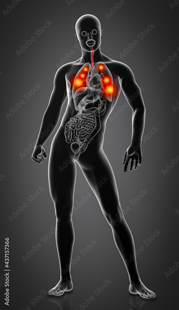 3d render lungs with visible bronchi 3d render lungs with visible bronchi