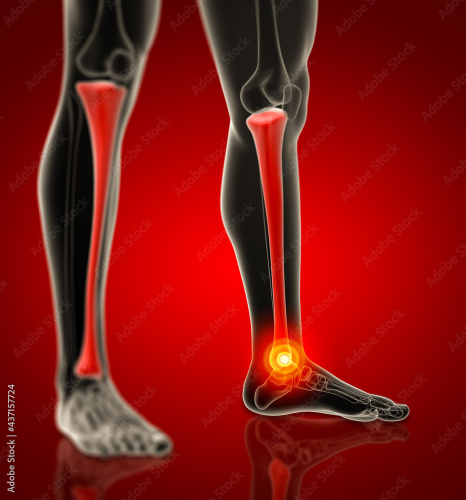 3d render human tibia - side view