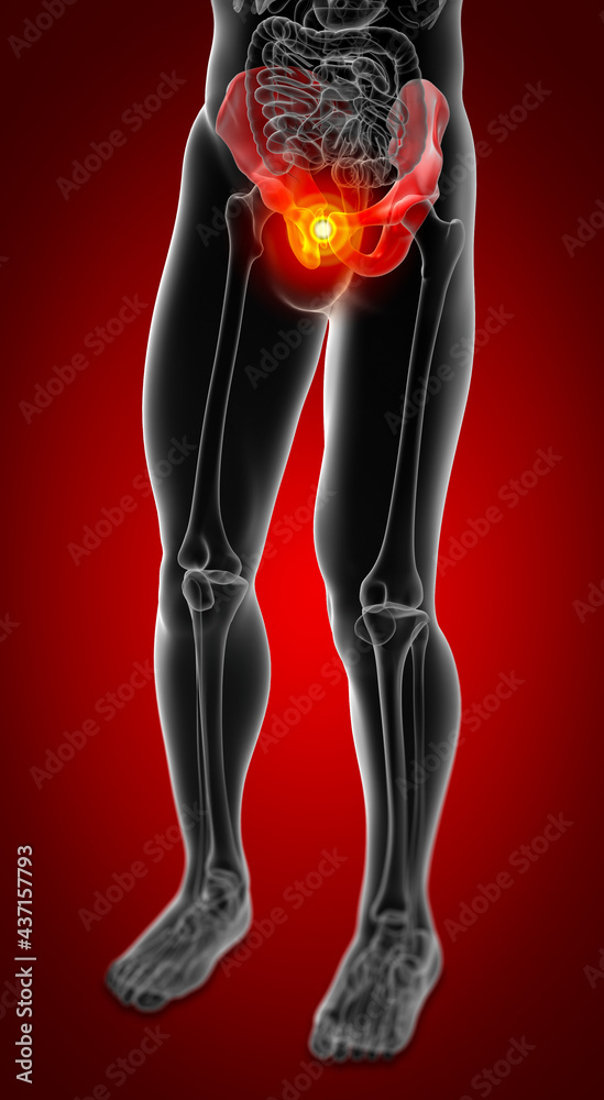 3d render illustration pelvis bone - side view 3d render illustration pelvis bone - side view